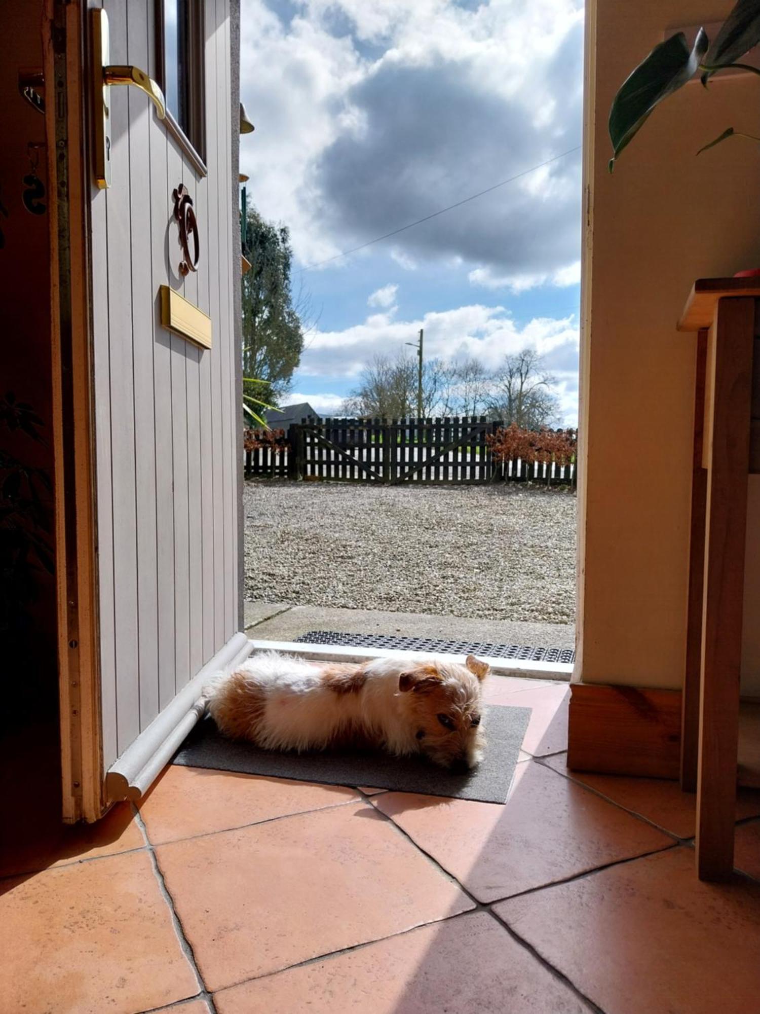 Felicity Cottage Kiltegan Zewnętrze zdjęcie